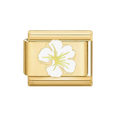 Hibiscus charm