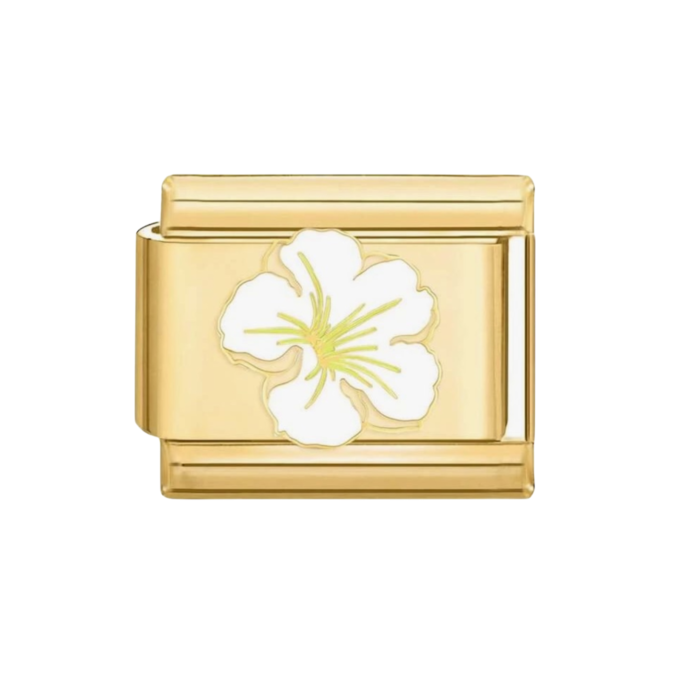 Hibiscus charm